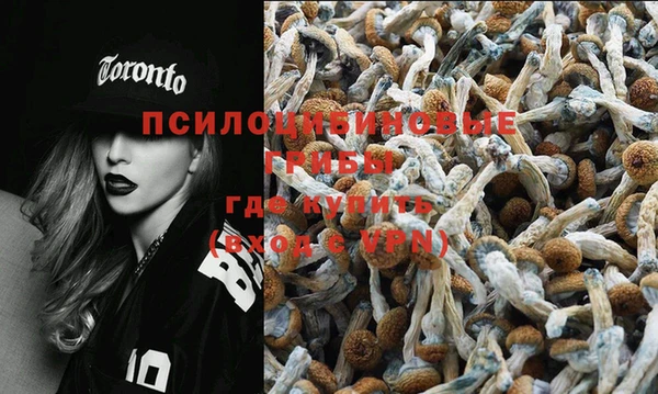 сатива Новодвинск