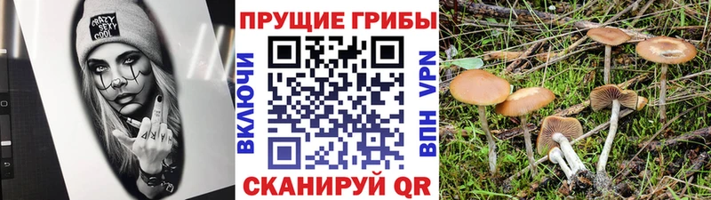 МЕГА ТОР  Иннополис  Псилоцибиновые грибы GOLDEN TEACHER 